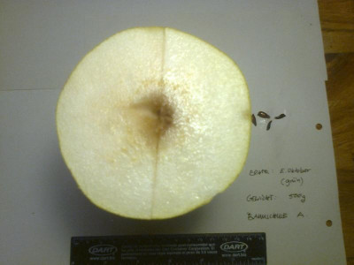 Birne 2_Querschnitt.jpg