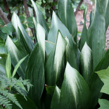 Aspidistra_elatior_Ashai_60927-main.jpg