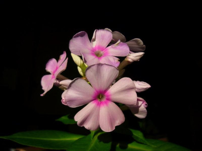Sä. 3_aus Superphlox_.JPG