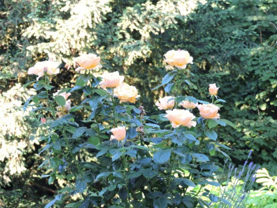 DSCN4896.JPG