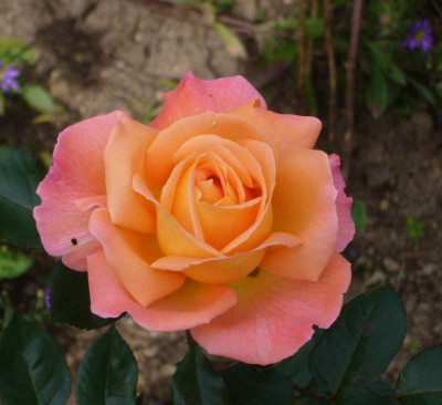 Rose-Rosemary_Harkness.13-1.jpg