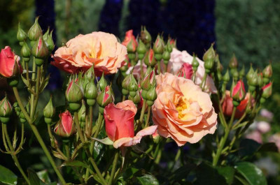 Rose-ScentedWhisper.14-2.jpg
