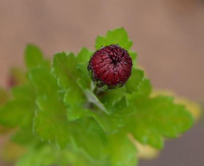 Chrysanthemum-Sämling-rot1.16-1.jpg