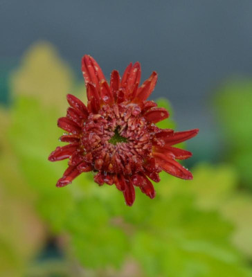 Chrysanthemum-Sämling-rot2.16-1.jpg