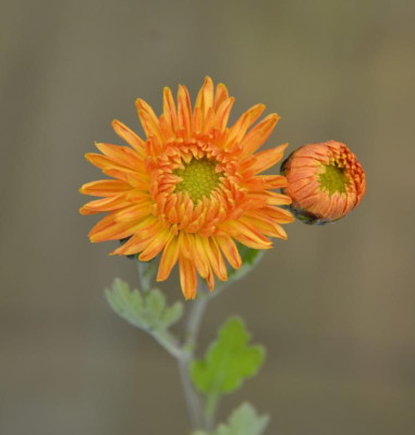 Chrysanthemum-Sämling-orange.16-1.jpg