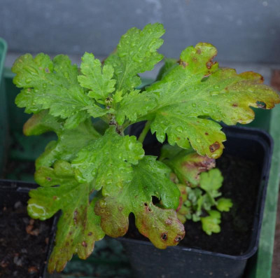 Chrysanthemum-Sämling.2.16-1.jpg