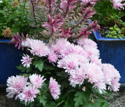 Chrysanthemum-rosaPuschel.16-3.jpg