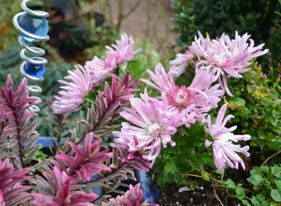 Chrysanthemum-weiß.16-4.jpg