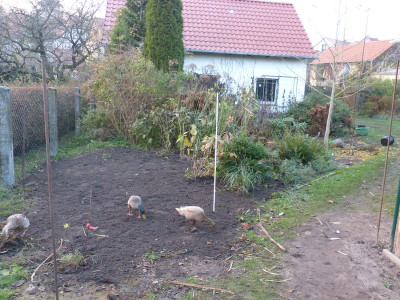 2016-11-11 Garteneinblick 1.jpg