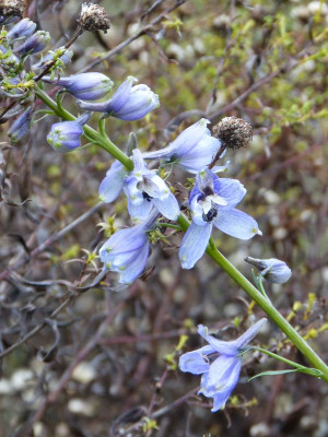 2016-11-11 Delphinium.jpg