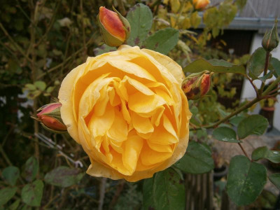 Novemberblüte 001.JPG