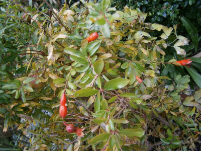 Novemberblüte 005.JPG