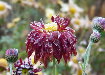 2016-11-12 Gartenimpressionen 2.jpg