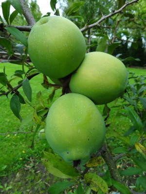 Chaenomeles cathayensis.JPG