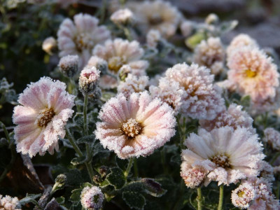 2016-11-13 Chrysanthemum 'Julia'.jpg