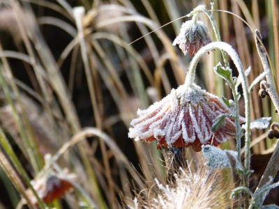 2016-11-13 Gartenimpressionen 3.jpg
