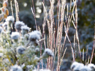 2016-11-13 Gartenimpressionen 5.jpg