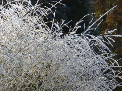 2016-11-13 Gartenimpressionen 6.jpg