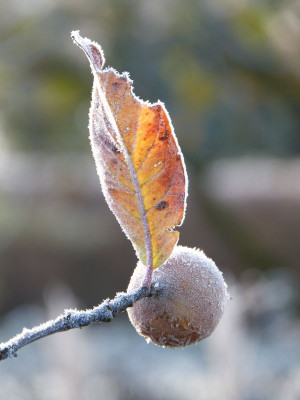 2016-11-13 Gartenimpressionen 10.jpg