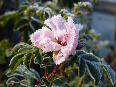 2016-11-13 Gartenimpressionen 12.jpg