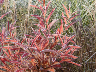 2016-11-13 Gartenimpressionen 13.jpg
