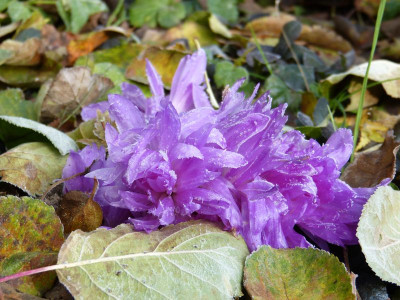 2016-11-13 Colchicum 'Waterlilly'.jpg