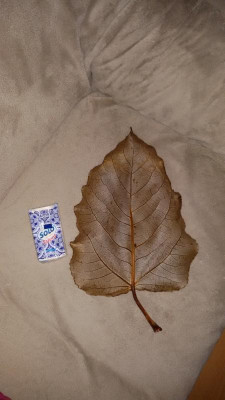 tmp_11614-Rückseite2040359210.jpg