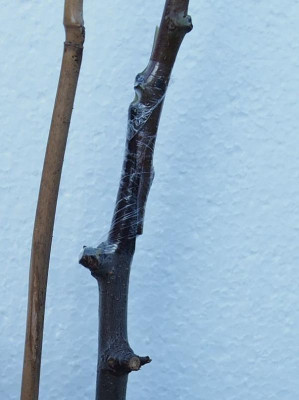 Aprikose Duobaum1.jpg