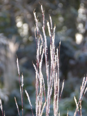 2016-11-13 Gartenimpressionen 4.jpg