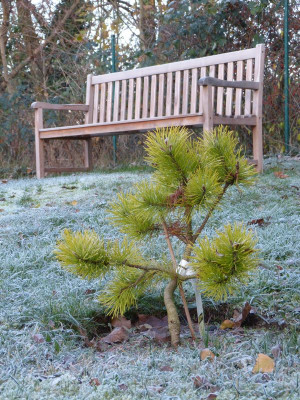 2016-11-13 Pinus contorta 'Chief Joseph'.jpg