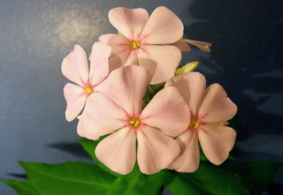 Sä. 4_aus Superphlox_RIMG1107.JPG