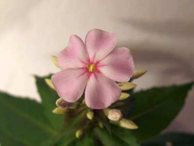 Sä. 4_aus Superphlox_PB152399.JPG