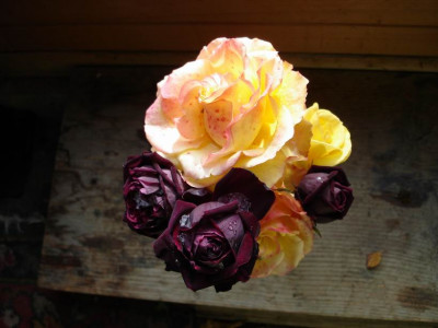 Letzte_Rosen06.JPG