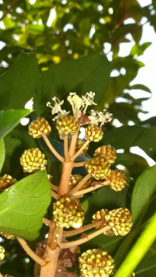 WP_20161117_002 Fatsia japonica.jpg