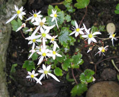 2.11.06._Saxifraga_cortusifolia_var._fortunei_Rokujo_033.JPG