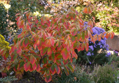 Hamamelis-ArnoldPromis.15-3.jpg