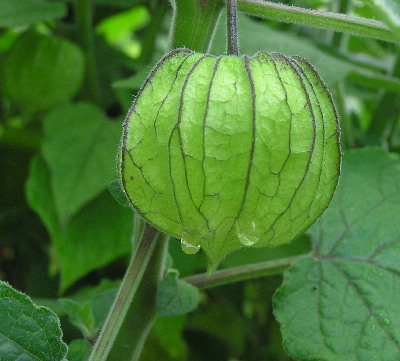 Physalis-1a.jpg