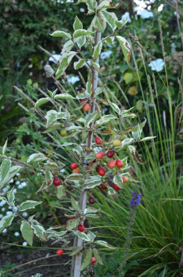 Cornus_mas-Variegata.16-1.jpg