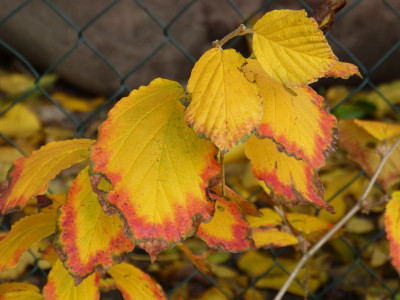 2016-10-29 Hamamelis 'Aurora'.jpg