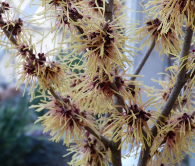 2016-02-10 Hamamelis 'Aurora'.jpg