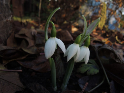 DSCN2334_1847.JPG