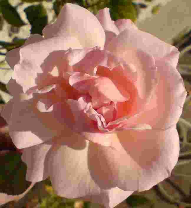 Penny_Lane_06-10-04.jpg