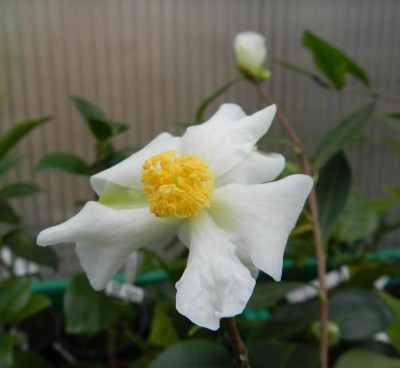 Rhytidocarpa.jpg