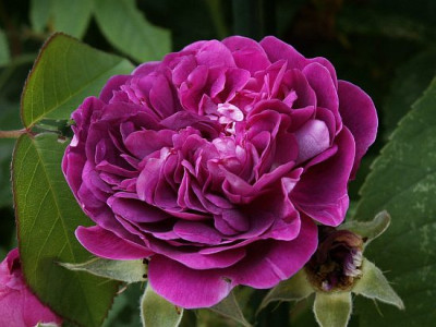 Rosa-centifolia-a_fleurs-de-doubles.jpg