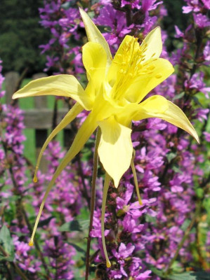 chrysantha_1.jpg