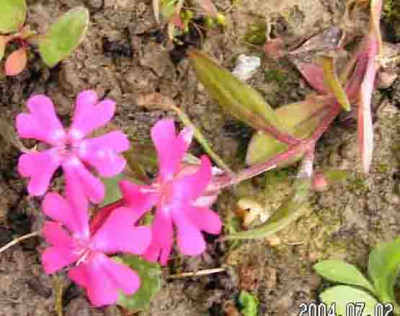 Silene_elisabethae.jpg