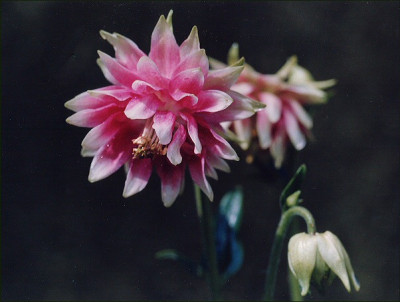 Aquilegia_Nora_Barlow.jpg