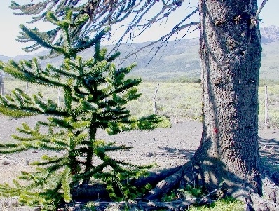 Auracaria_araucana_Naturverjungung.jpg