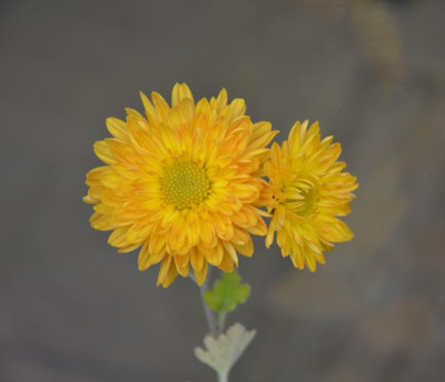 Chrysanthemum-Sämling-orange.16-2.jpg