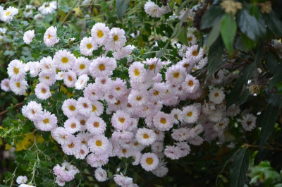 Chrysanthemum-Julia.16-3.jpg